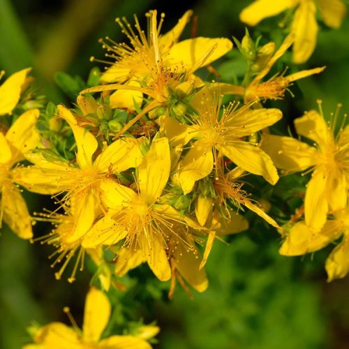 Javallat St. John's Wort - Orbáncfű kapszula 60 db