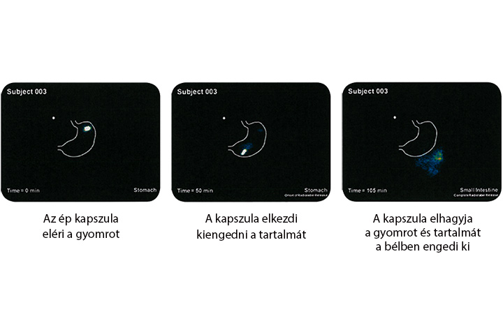 Saccharomyces boulardii képsorok a hatóanyagok felszabadulásáról