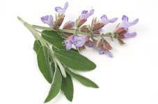 salvia-officinalis