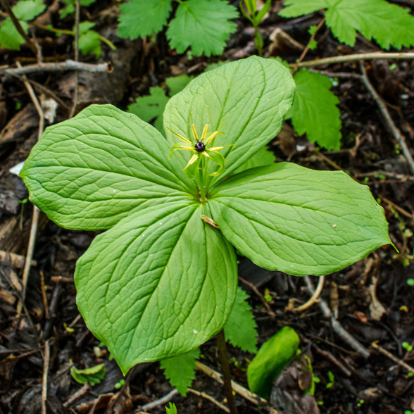 Paris gyógynövény (Farkasszőlő - Paris quadrifolia)