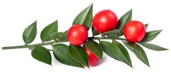 szúrós csodabogyó